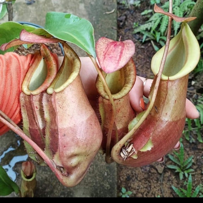 mirabillis x veitchii bareo