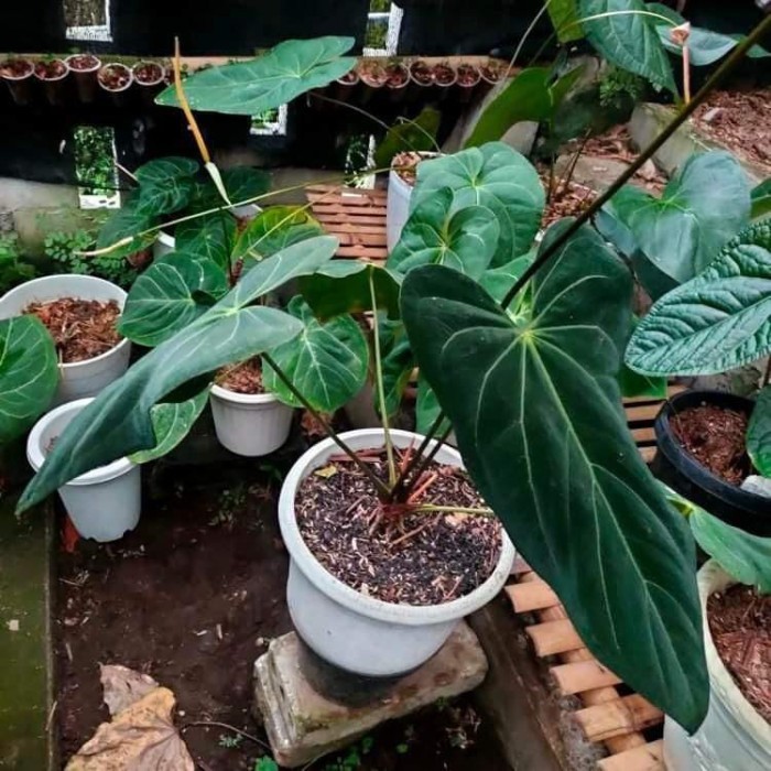 new anthurium papillilaminum dark mama