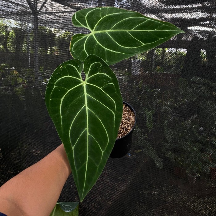 Anthurium Regale Ecuador
