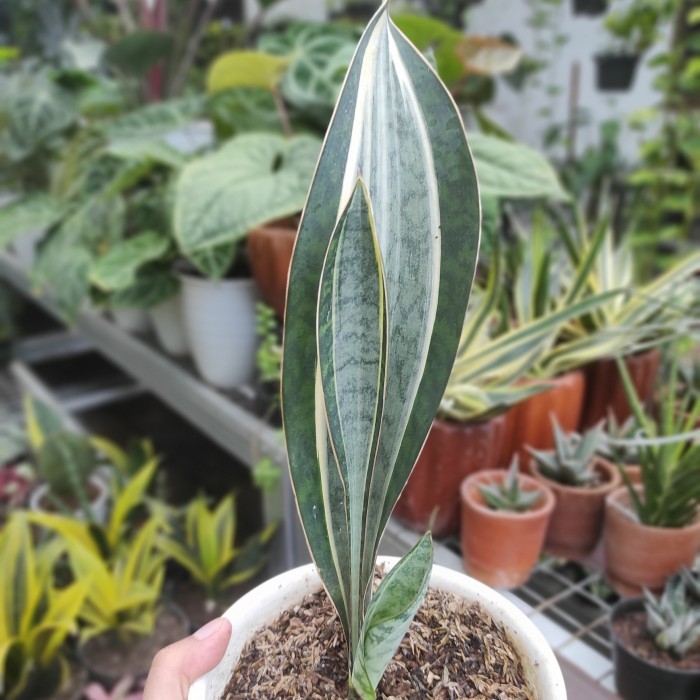 Sansevieria Masoniana Variegata / Sansevieria Variegata