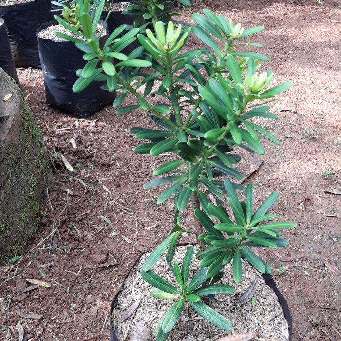 Tanaman hias bahan bonsai lohansung cincuan tinggi 20-30cm