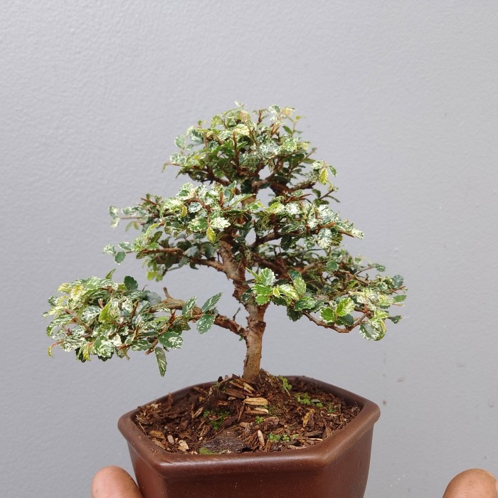 bonsay ulmus mikro mame. koleksion sudah pake pot keramik.