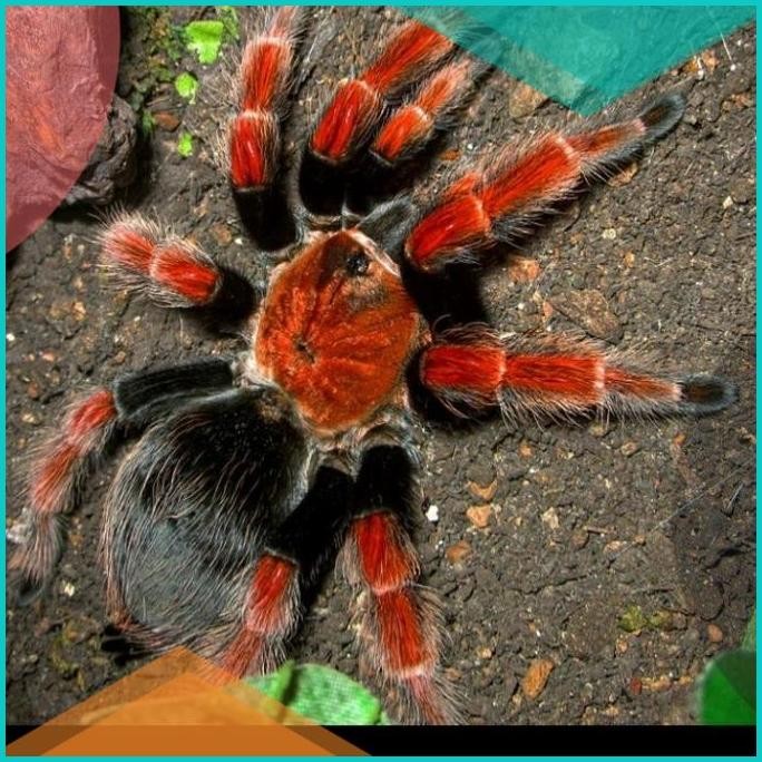 exotic card boehmei sling 11OKTZ4 sparepart