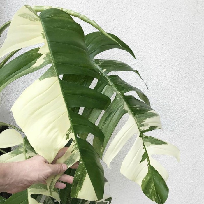 monstera evippremnum varigata/monstera ekor naga daun satu ekonomis