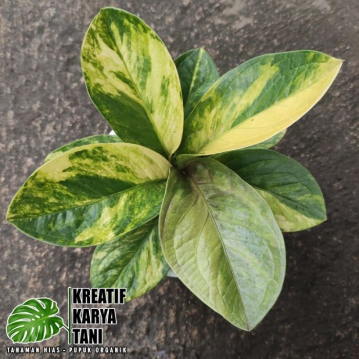 PRODUK ORIGINAL Anthurium Jemani Varigata - Anturium Jemani Variegata