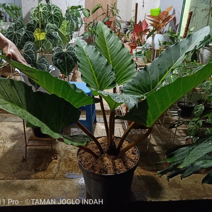 Tanaman hias philodendron melodi indukan daun jumbo promo