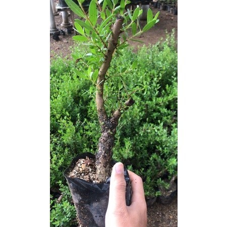 Bahan Bonsai Santigi Karang bonggol (',') (',')
