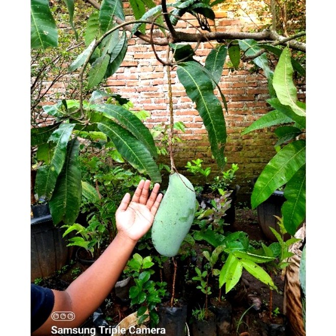 BIBIT BUAH MANGGA MAHATIR SUDAH BERBUNGA RIMBUN