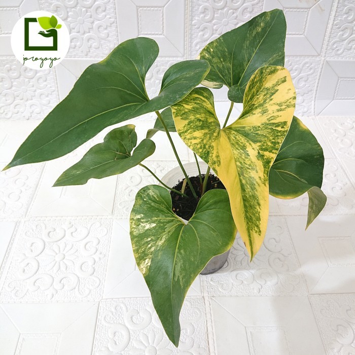 Anthurium Brownii / Corong Variegata