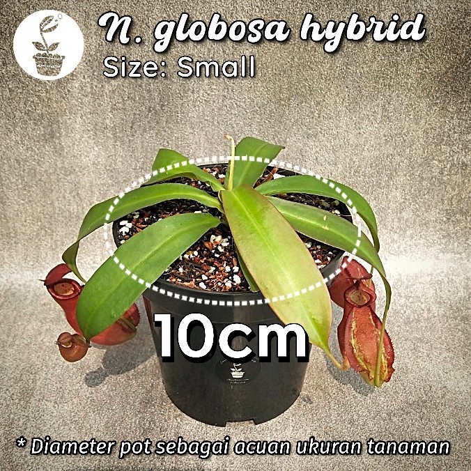 Tanaman Karnivora Kantong Semar / Nepenthes Globosa Hybrid