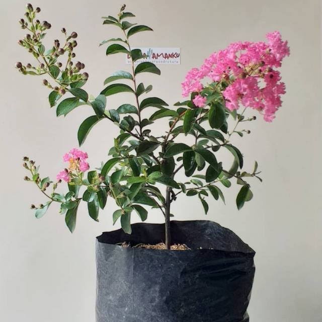 Tanaman Hias Pohon Sakura Bunga Pink Tanaman Hidup Bunga Sakura Pink