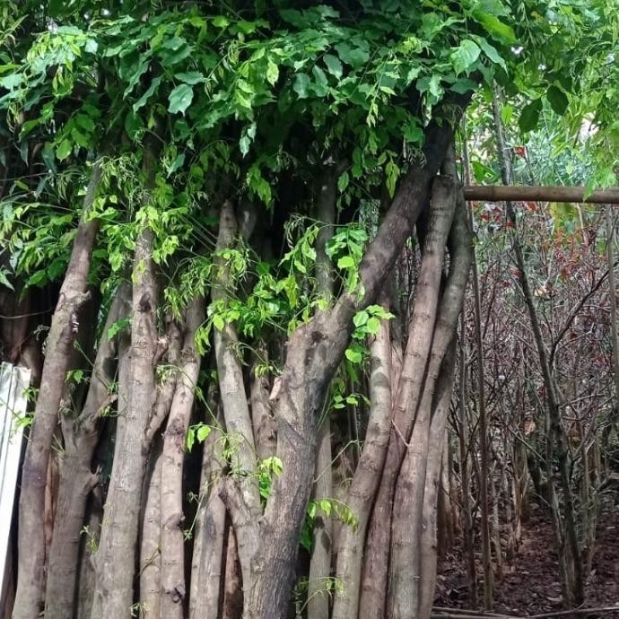 Pohon Angsana Tinggi 3Meter Best Seller