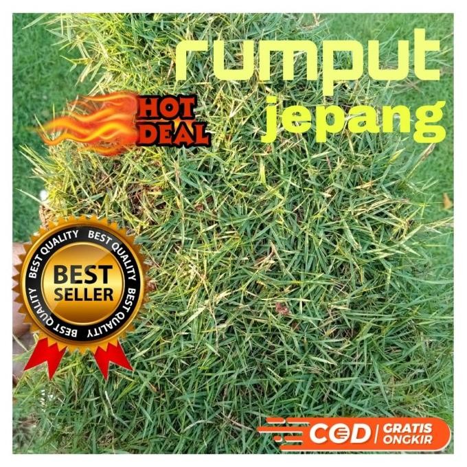 Paketan 5 Meter Rumput Jepang/Rumput Taman Restock