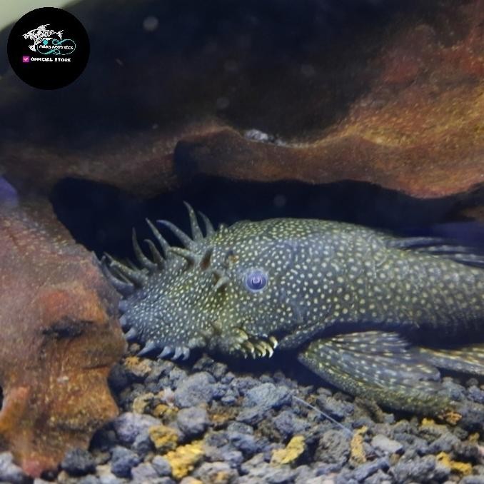 NEW IKAN HIAS BRUSHMOUTH PLECO PEMBERSIH LUMUT AQUARIUM