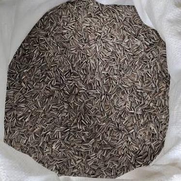 

Kuaci 25Kg Makanan Burung Kuaci Karungan 25Kg Kuaci Pakan Burung