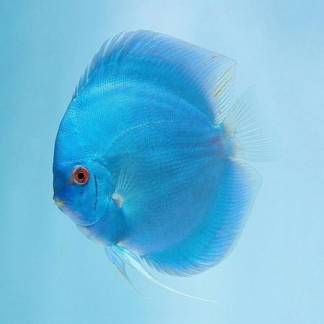 BLUE- DISCUS BLUE DIAMOND / IKAN DISCUS BIRU