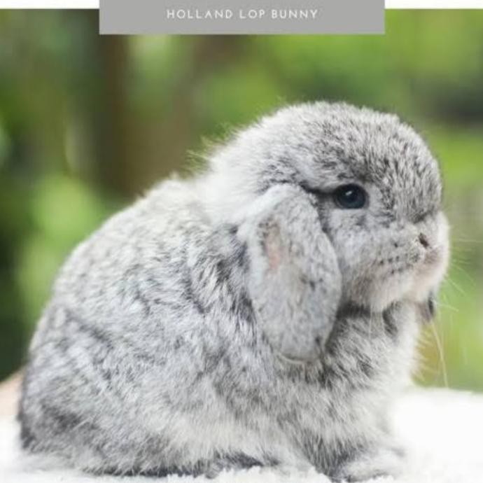 

BLUE- KELINCI HOLAND LOP CINCHILA SPECIAL BLUE EYE