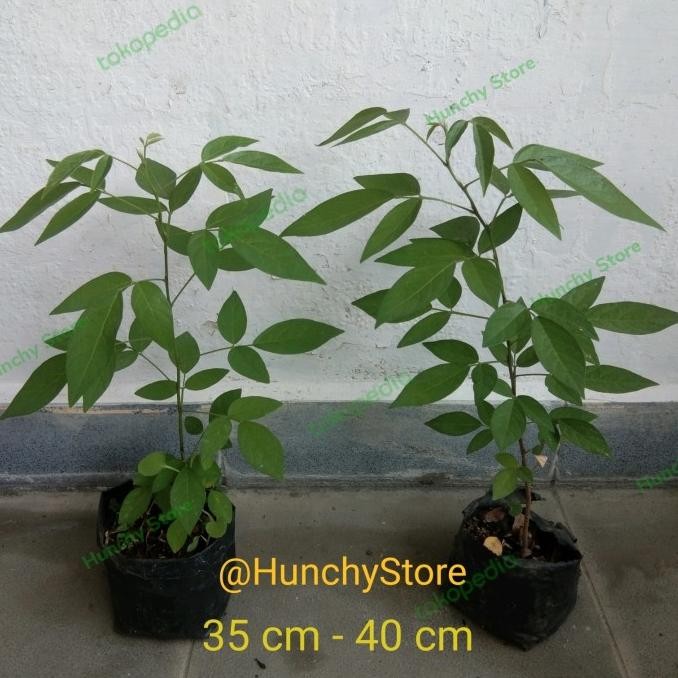 

Buak chao / buak chau / buak pantang/ desmodium caudatum/owhia caudata COD