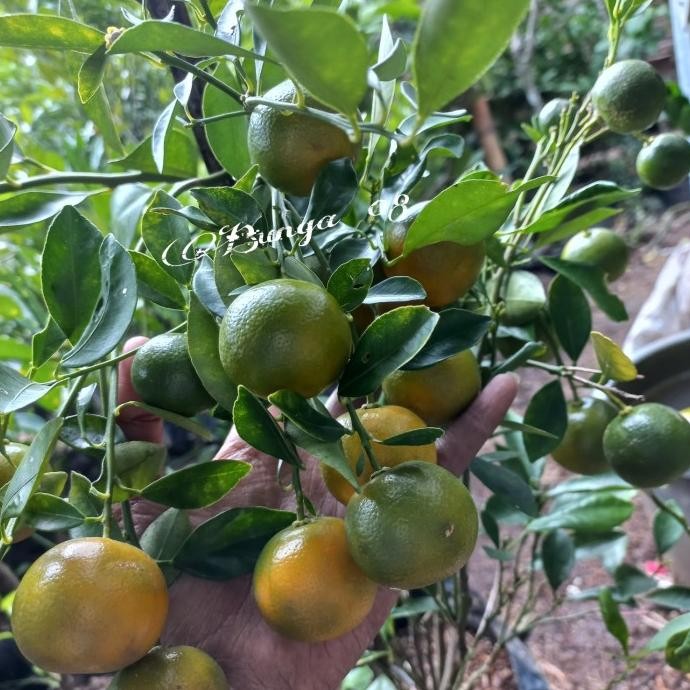

Tanaman buah jeruk SONKIT/ KASTURI/ jeruk KIP/ jeruk LemonCui Berbuah COD