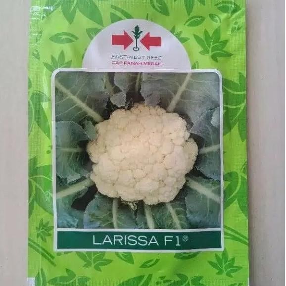 

Benih bunga kol LARISSA F1 10 gram kembang kol bungkul panah merah COD
