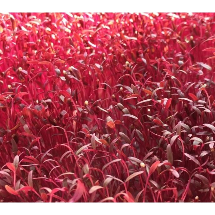 

Red Amaranth (bayam merah) 100gr COD