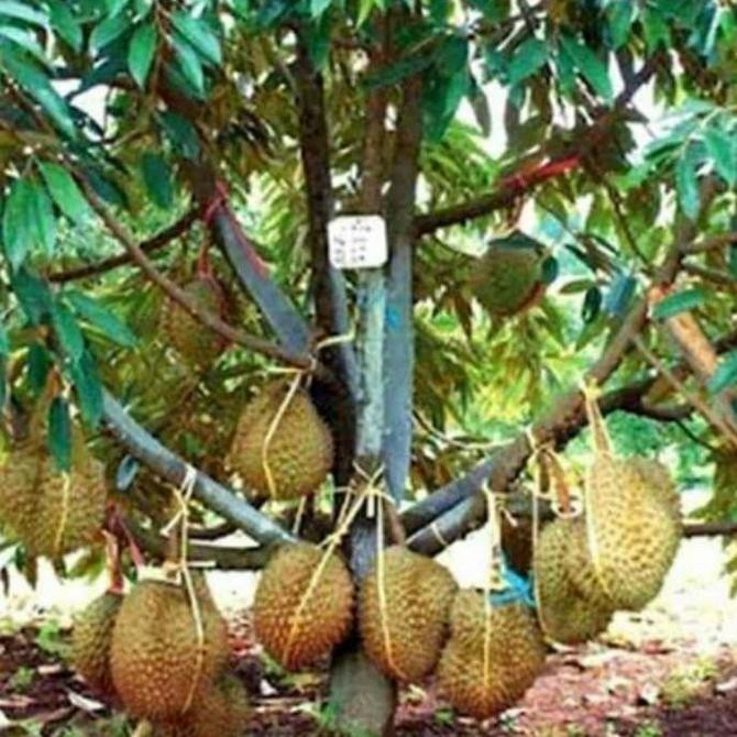 

tanaman buah durian montong hasil okulasi COD