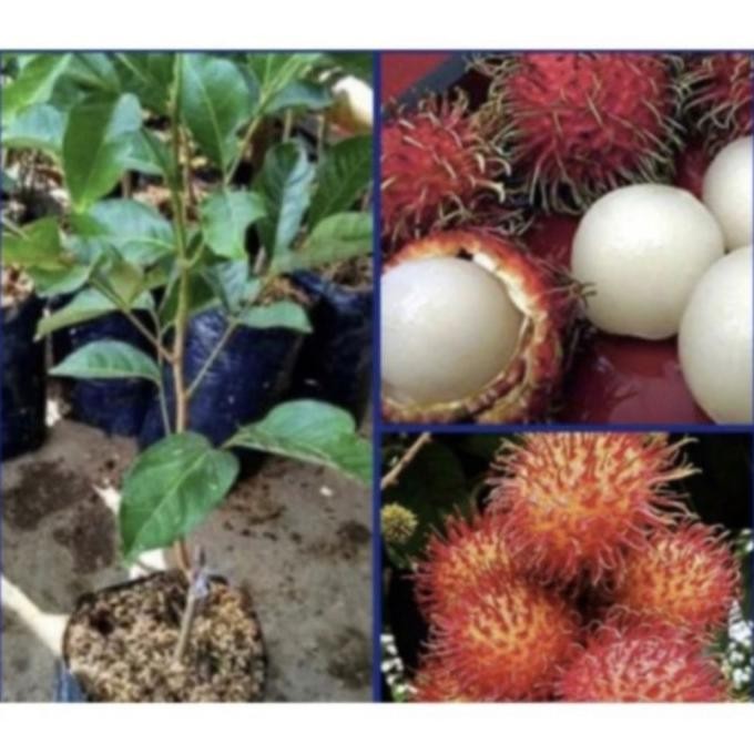 

pohon buah rambutan sudah berbuah COD