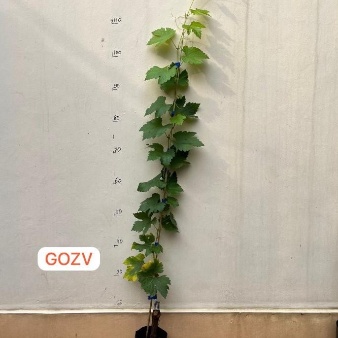 

Bibit Anggur Import Gozv COD