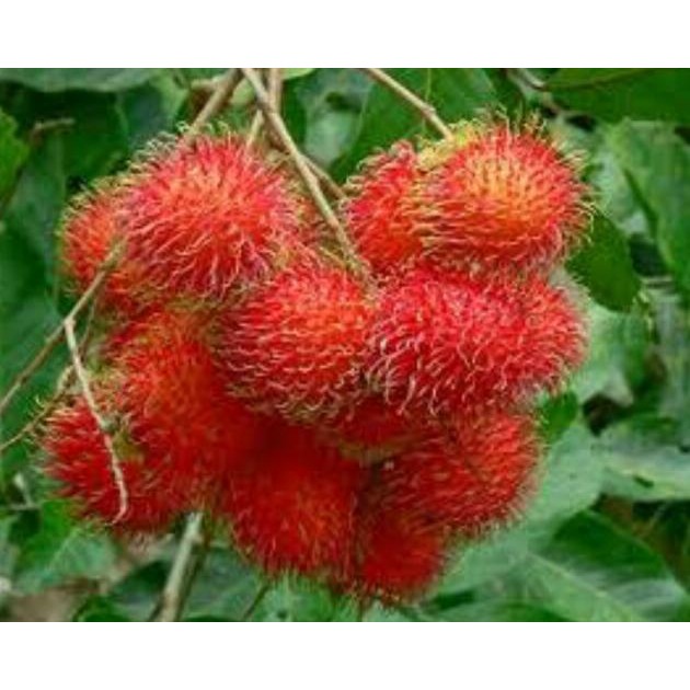 

RAMBUTAN BINJAI 1,5 METER UP SUDAH BERBUAH COD