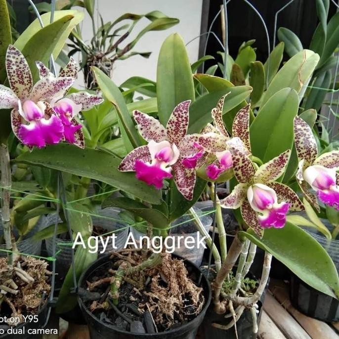 

Cattleya Tianmu Sesame COD
