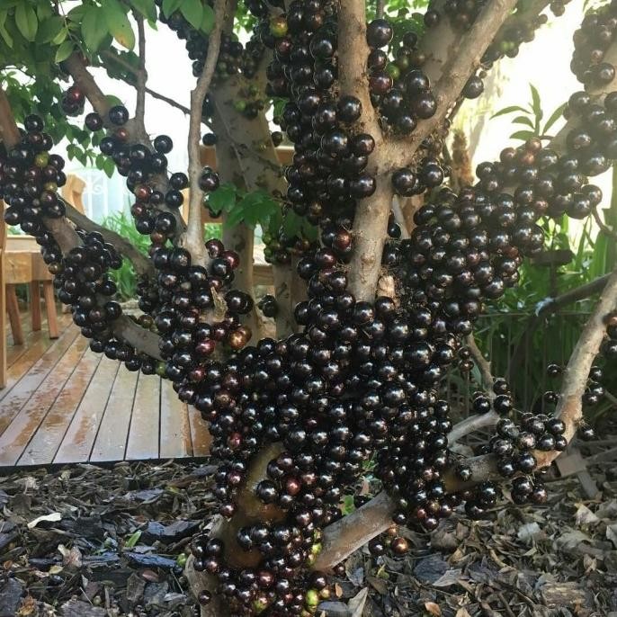 

Bibit tanaman Anggur Brazil BUAH MANIS / jaboticaba POHON TABULAMPOT COD