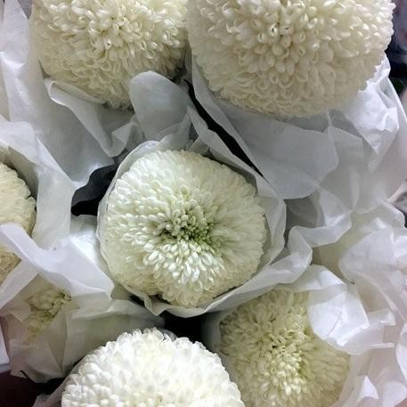 

Surprise Fresh Cut Pom Flower/Bunga Chrysanthemum Pom Segar Isi 10 Tangkai Neo