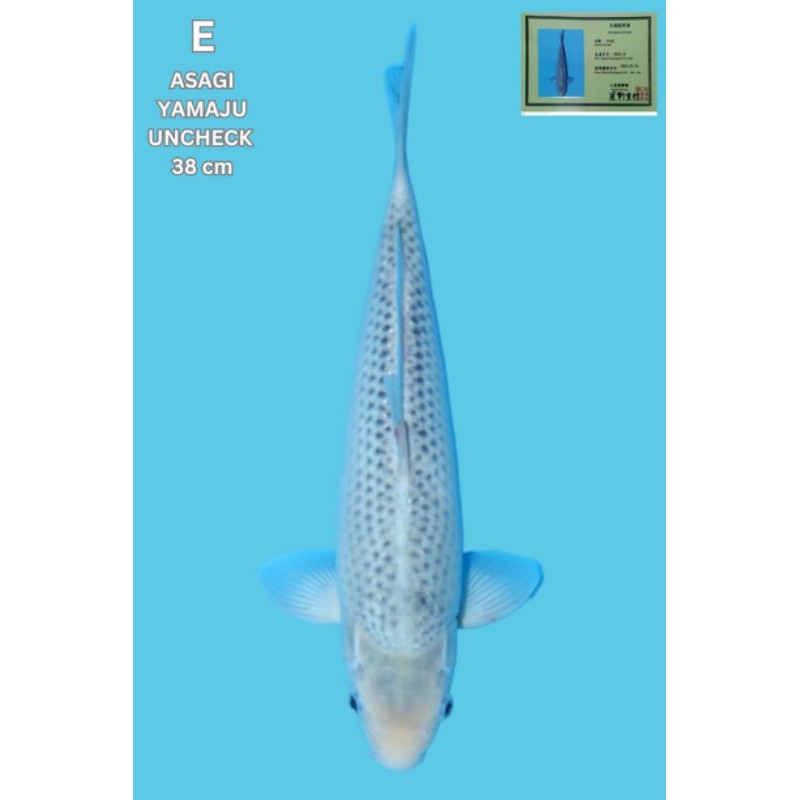 Ikan Koi Asagi 38 cm Import Jepang from Yamaju Koi Farm