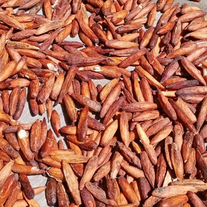 

biji buah Ketapang kupas 250 gram
