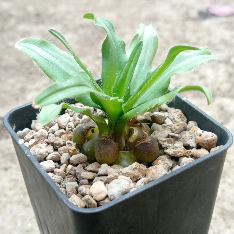 Drimia Hawothiodies Caudex Tanaman Hias