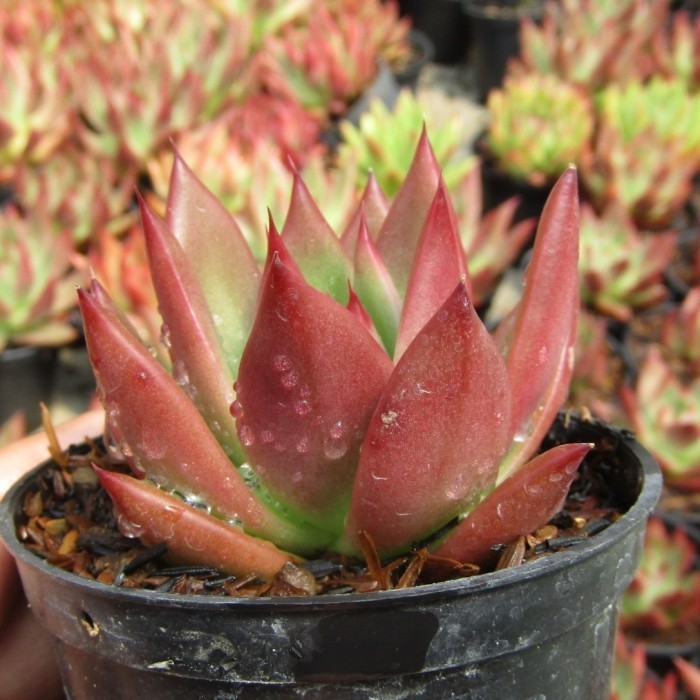 Succulent Echeveria Agavoides Victor Reiter Medium
