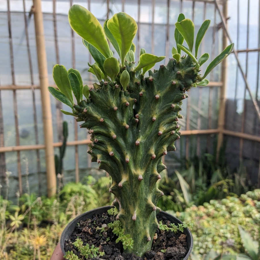 Euphorbia neriifolia cristata