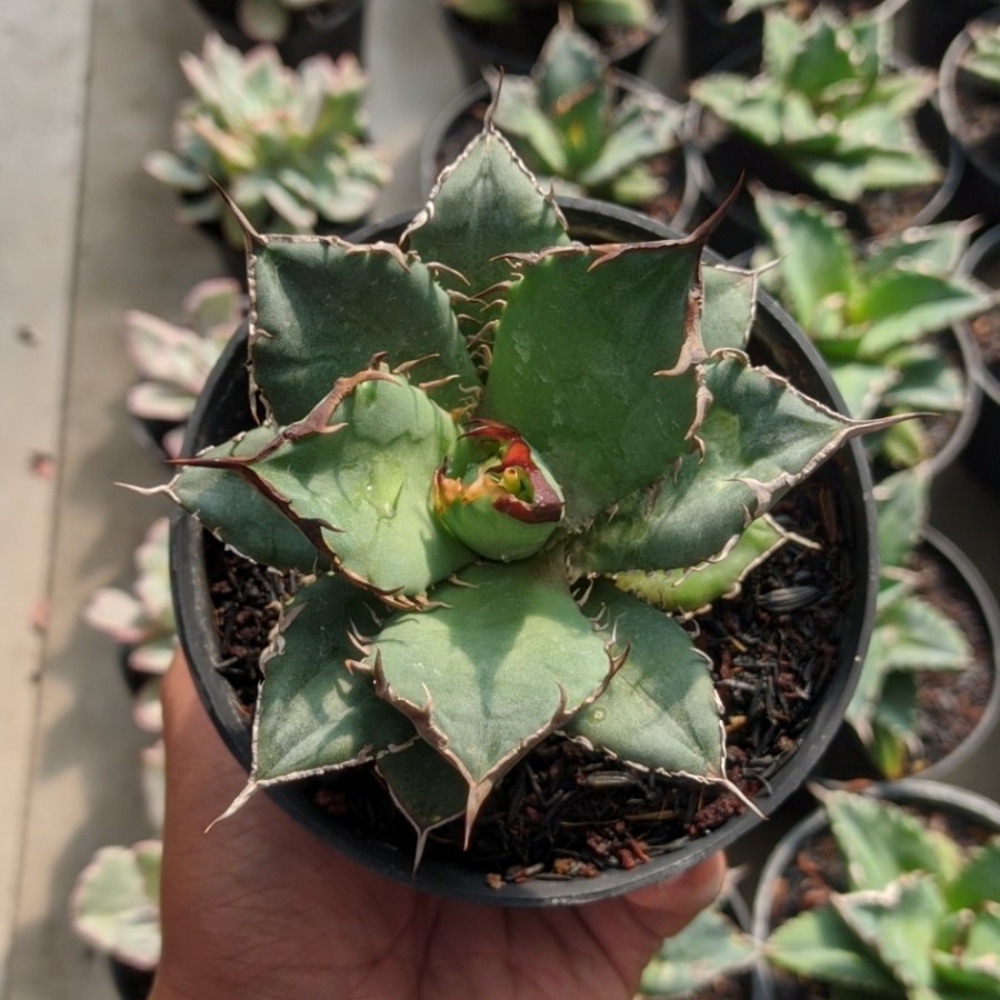 Agave Titanota Fo 76 Medium Size Spesial Form