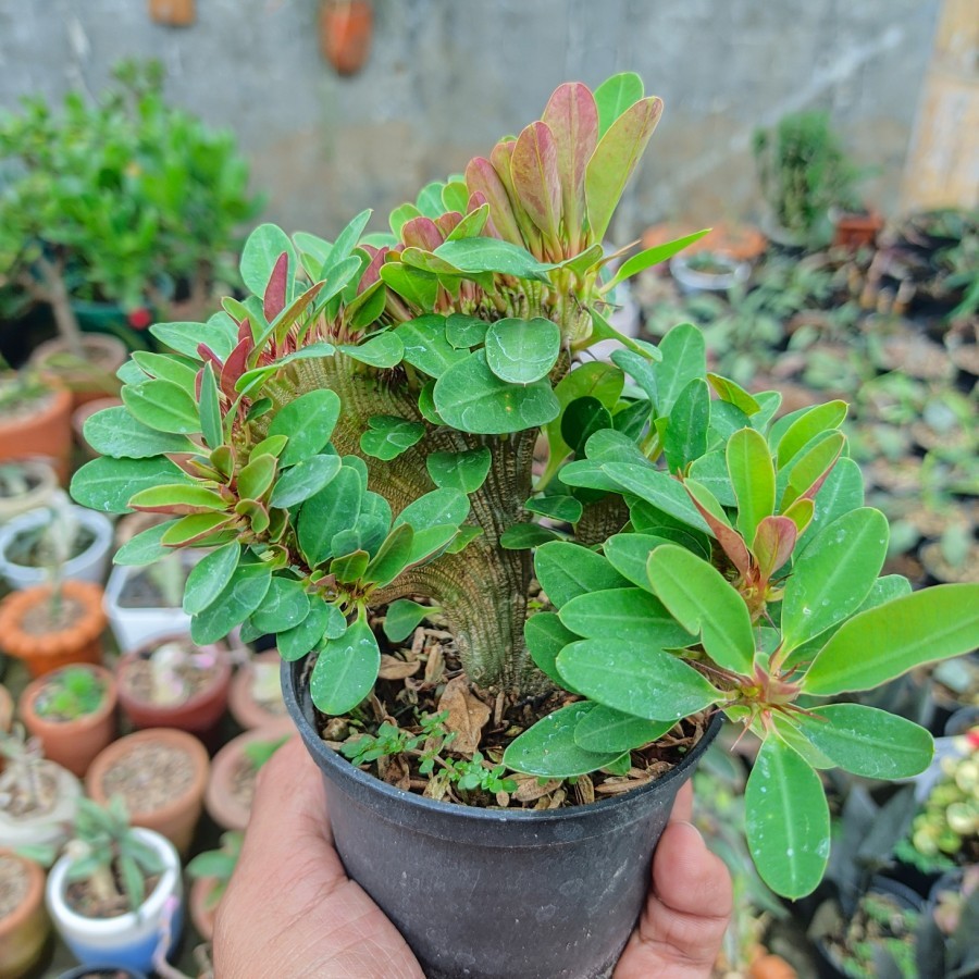 Euphorbia Milii Cristata Kipas Kaktus Sukulen Tanaman Hias