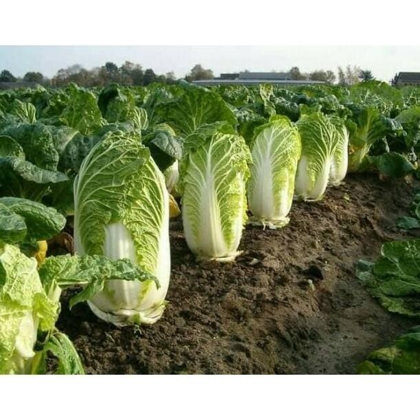 Benih sawi putih ZAMI tahan akar gada