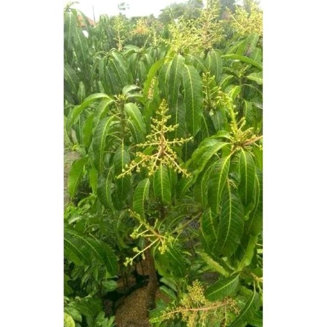 BIBIT BUAH MANGGA MAHATIR SUDAH BERBUNGA  RIMBUN