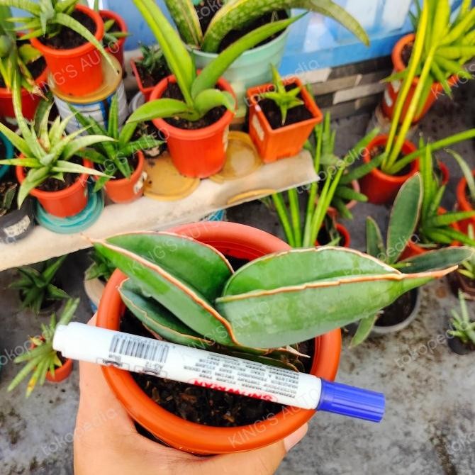 BESS SELLER SANSEVIERIA SANSE BANANA 11112303