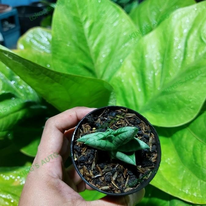 BESS SELLER SANSE / SANSEVIERIA BONCEL NEW CLONE SILVER 16112022