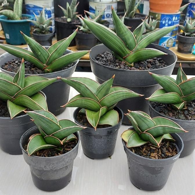 BESS SELLER SANSE / SANSEVIERA SAMURAI DWARF 1 BUAH