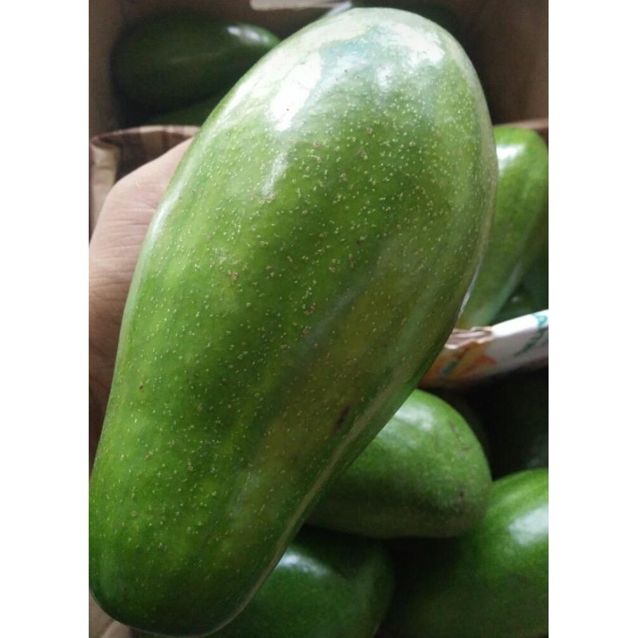 

Alpuat Mentega Grade Jumbo 1 G Raja Alpuat