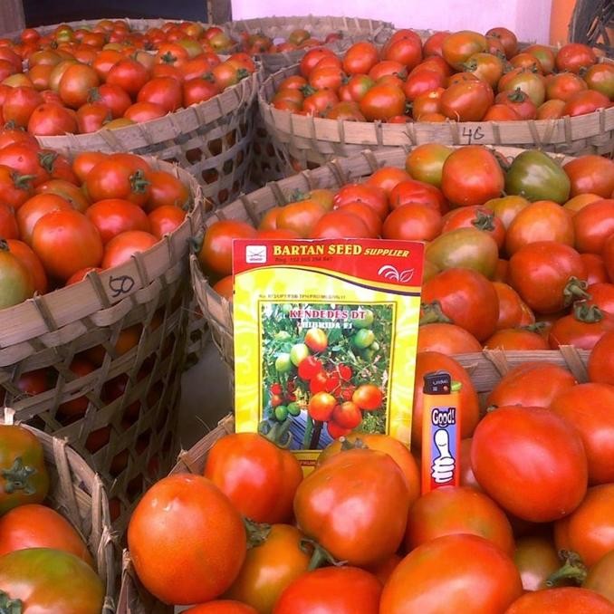 Kendedes Dt 10 Gr Benih Tomat Hibrida F-1 Produk Original Pabrik