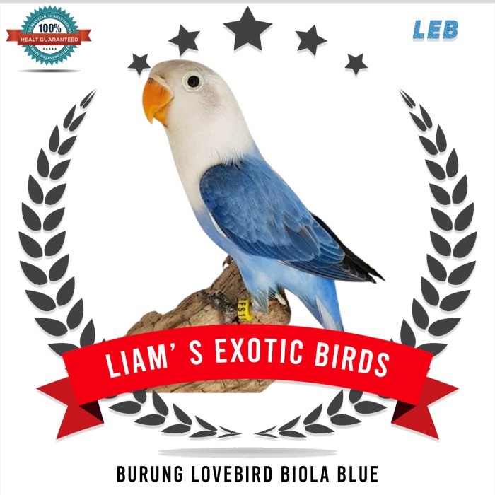 FLASH SALE Burung Lovebird Biola Blue NEW