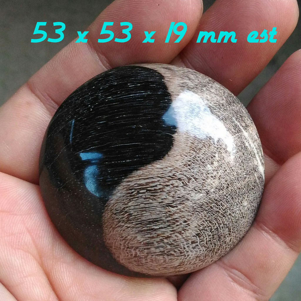 Natural Galih Kelor Super Jumbo Motif Yin Yang Kolektor Item