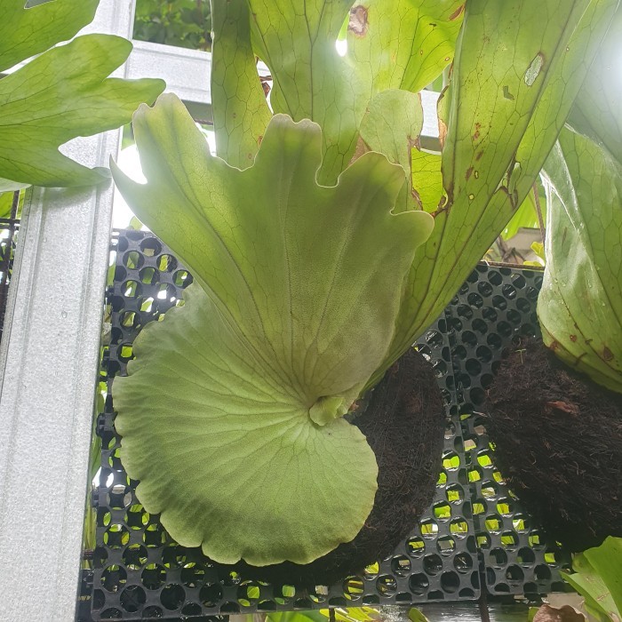 PLATYCERIUM GRANDE SIMBAR SULAWESI SESUAI FOTO