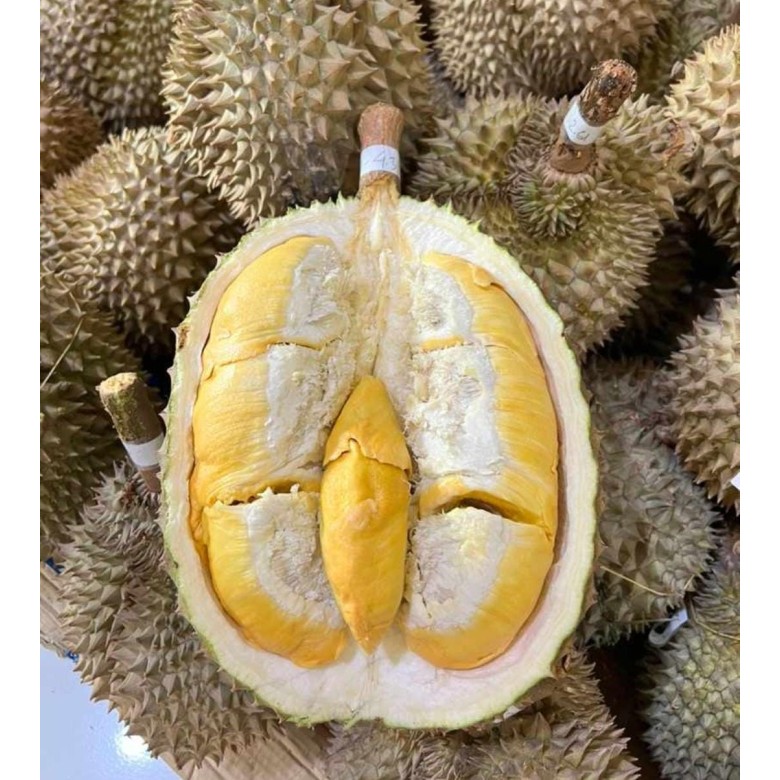 

Buah Durian Bawor King Premium Banyumas Utuh Fresh 1 KG - 5 KG